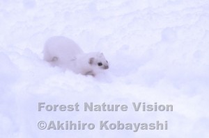 キタイイズナ