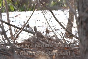 雪ウサギ