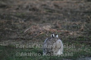 エゾユキウサギ１