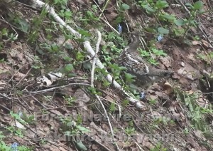 エゾライチョウG